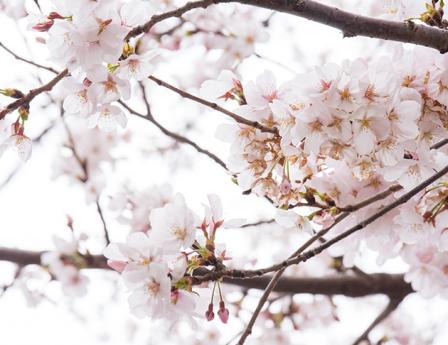桜