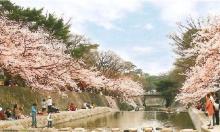 【夙川公園】 車 10分
「日本のさくら名所100選」に選ばれた、四季折々の風情が楽しめる公園です。