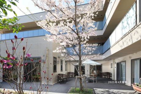 1Fウッドデッキ/桜