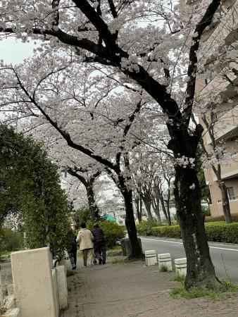 お花見日和