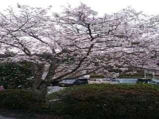[施設の日常・イベント]満開の桜♪近くの土師ダムの桜も見事ですよ。