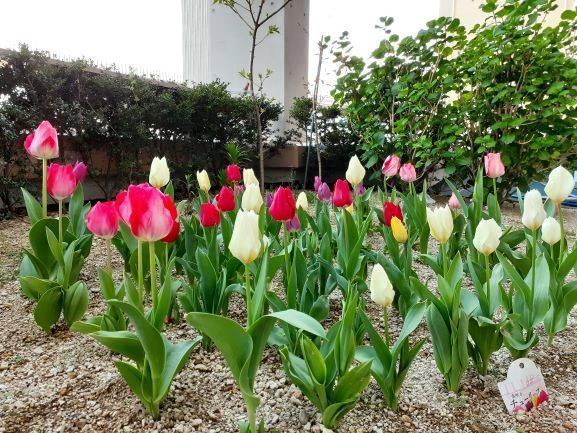 ?チューリップ?