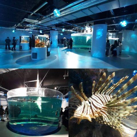 「&aacute;toa」「生命のゆらぎ」は海の中にいるような気分になる