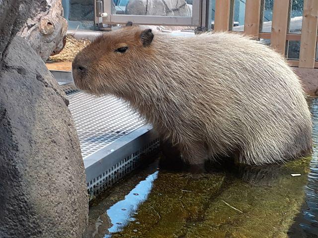 水族館「&aacute;toa」「空辺の庭」カピバラが動いてくれない!