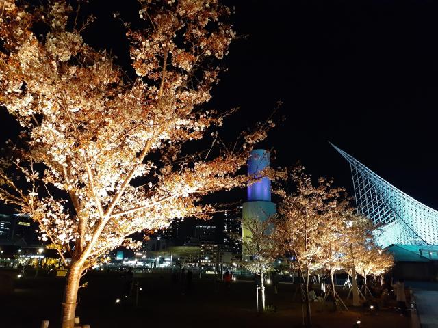 さくら　さくら　はな吹雪～～～♪神戸のメリケンパークで夜桜を堪能してきた?
