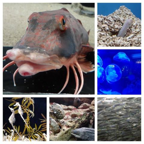 スマスイ「海の生きものエリア」食物連鎖を底辺で支えるイワシ