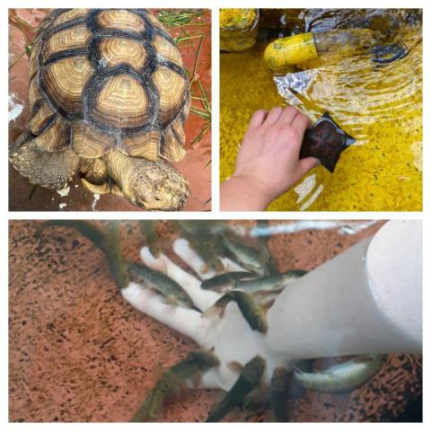スマスイ「水辺のふれあい遊園」で生き物に触れる?