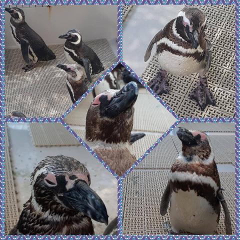 スマスイのペンギンが可愛すぎる件?