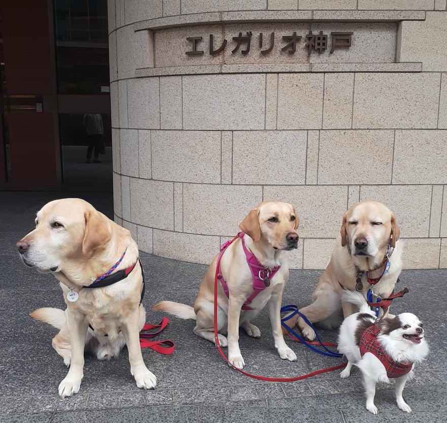 介護イベント、ドッグセラピー?