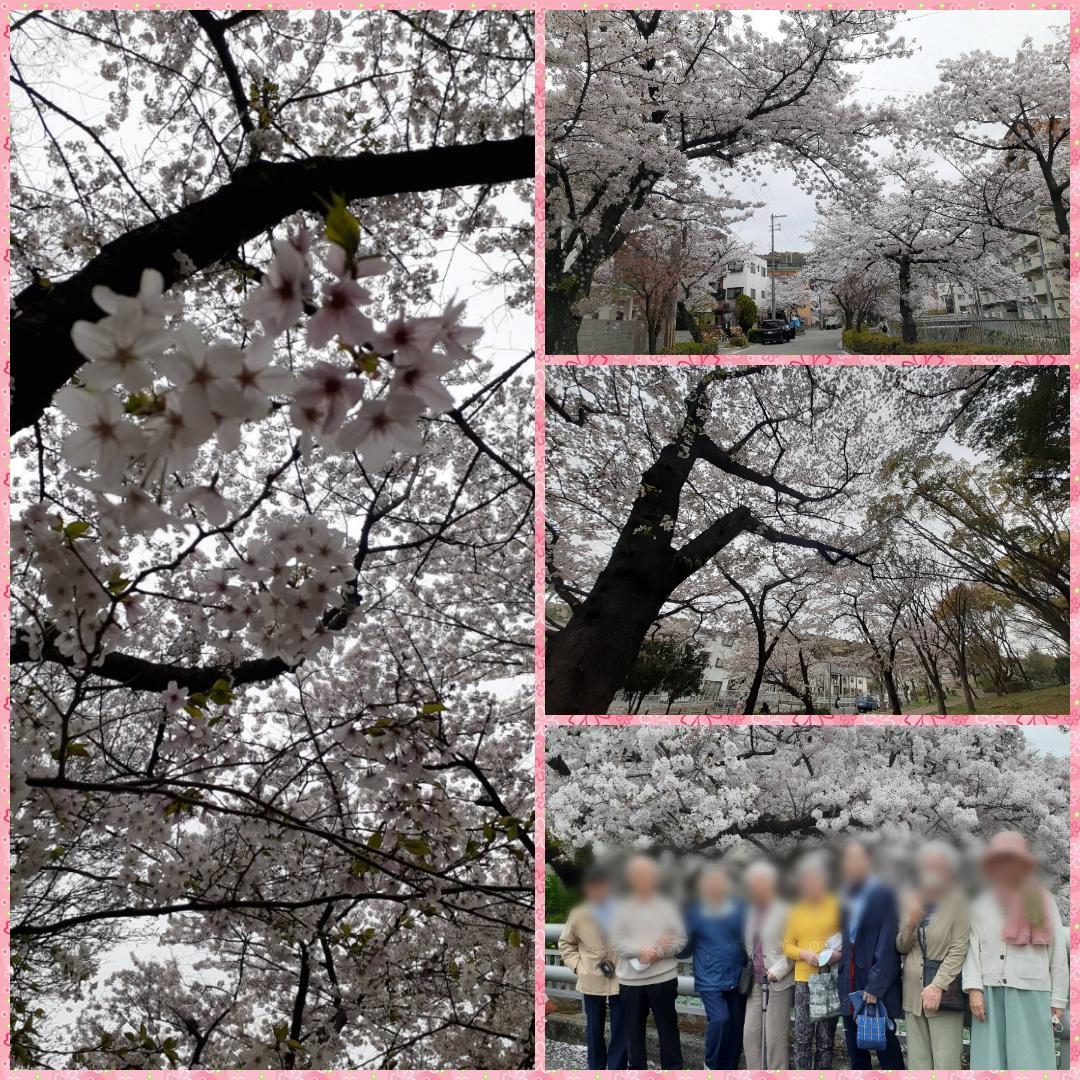 超穴場スポット、宇治川沿いにある桜並木へお花見に行って来ました♪