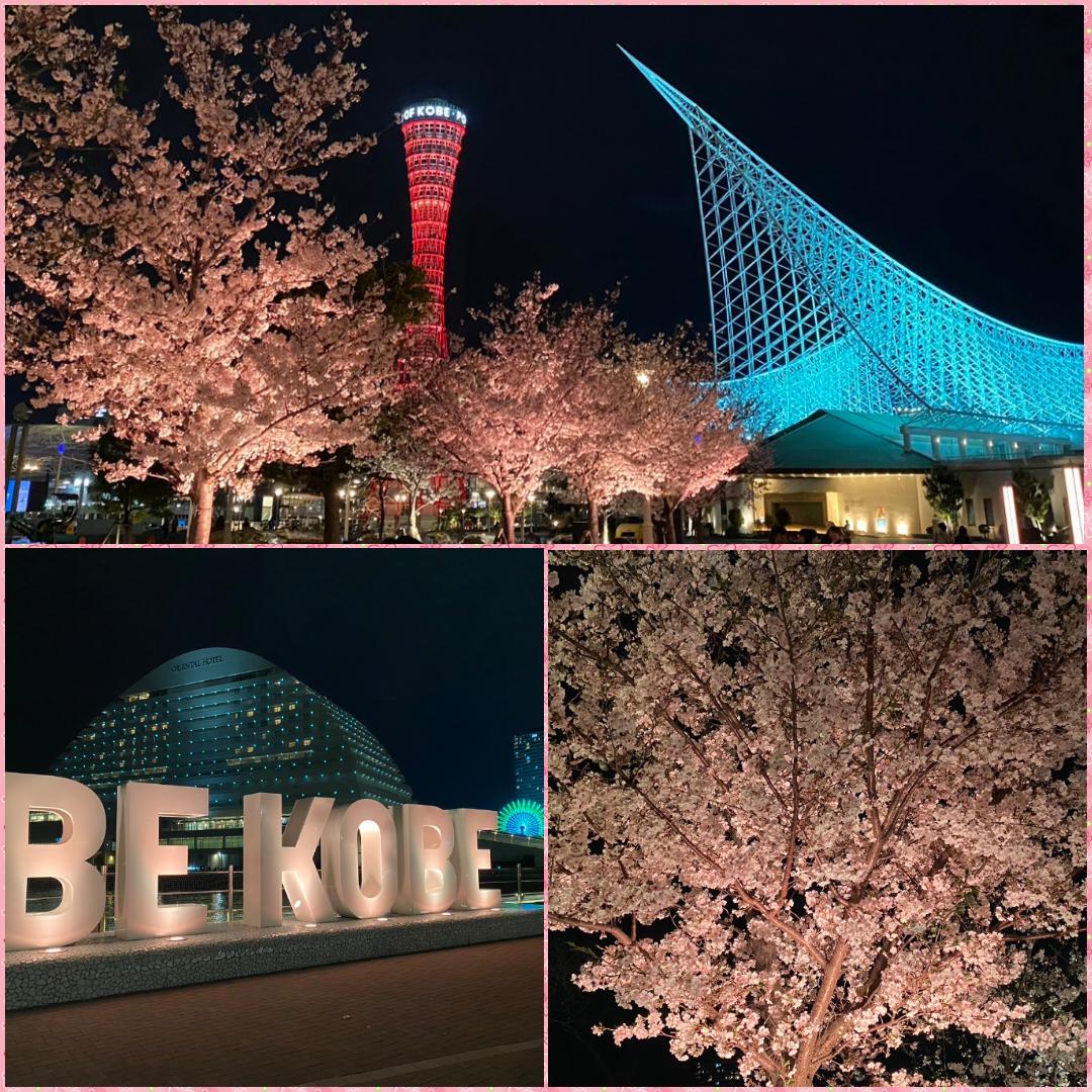 メリケンパークの夜桜🌸