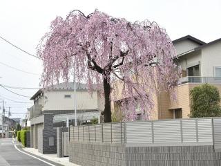 桜