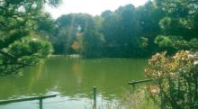 【都立善福寺公園】 車 10分
緑に包まれた二つの池がある公園です。