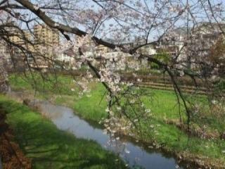 当館近くの野川遊歩道の桜