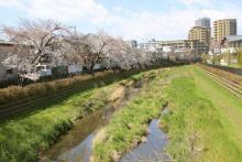 【野川遊歩道】 徒歩 1分
野川のせせらぎが見られ、お天気の良い日はお散歩コースに最適です。