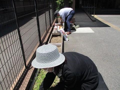 花壇の植え替え