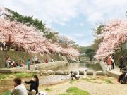 【夙川公園】 車 9分西宮の桜といえばここ！さくら名所100選に選ばれました。