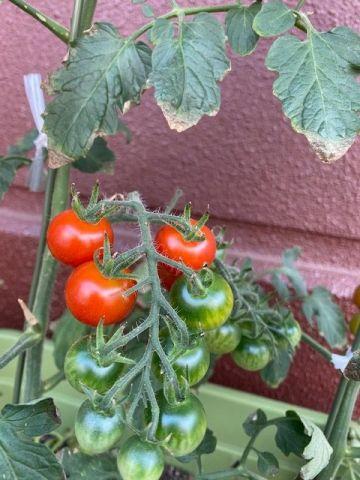 花冠と世界平和を願って(*‘ω‘ *)シニアスタイル神戸住吉