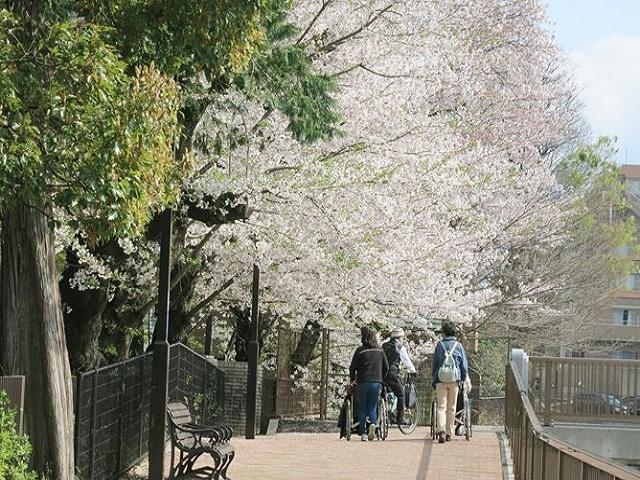 [アクティビティ]花見散歩