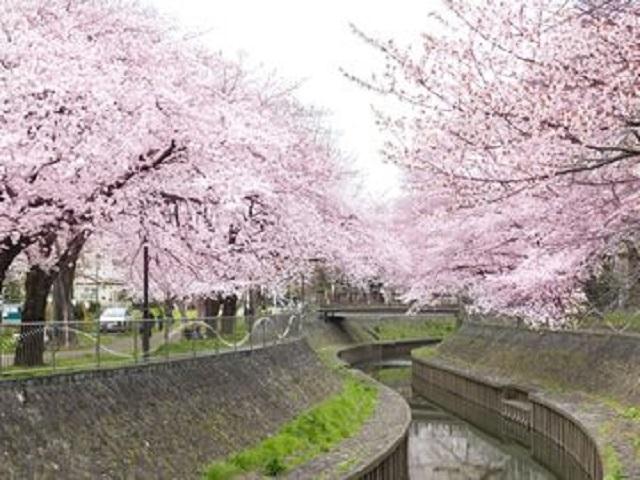 [周辺環境]善福寺川緑地