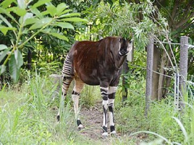 [周辺環境]よこはま動物園ズーラシア