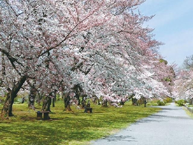 小石川植物園 （約470m）