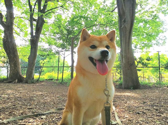 【ペット共生型(併用)住宅】