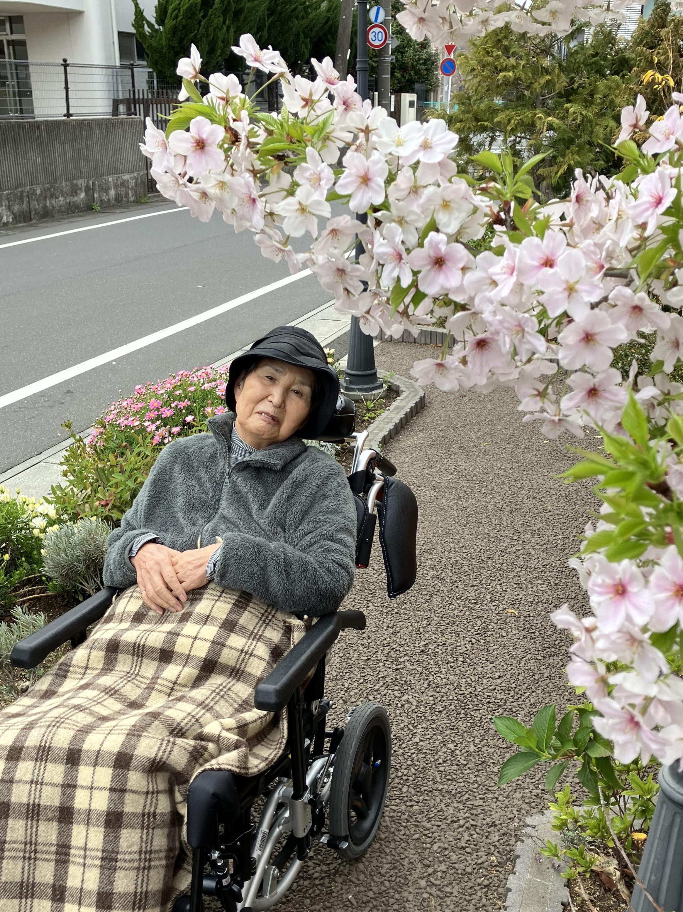 桜?満開２