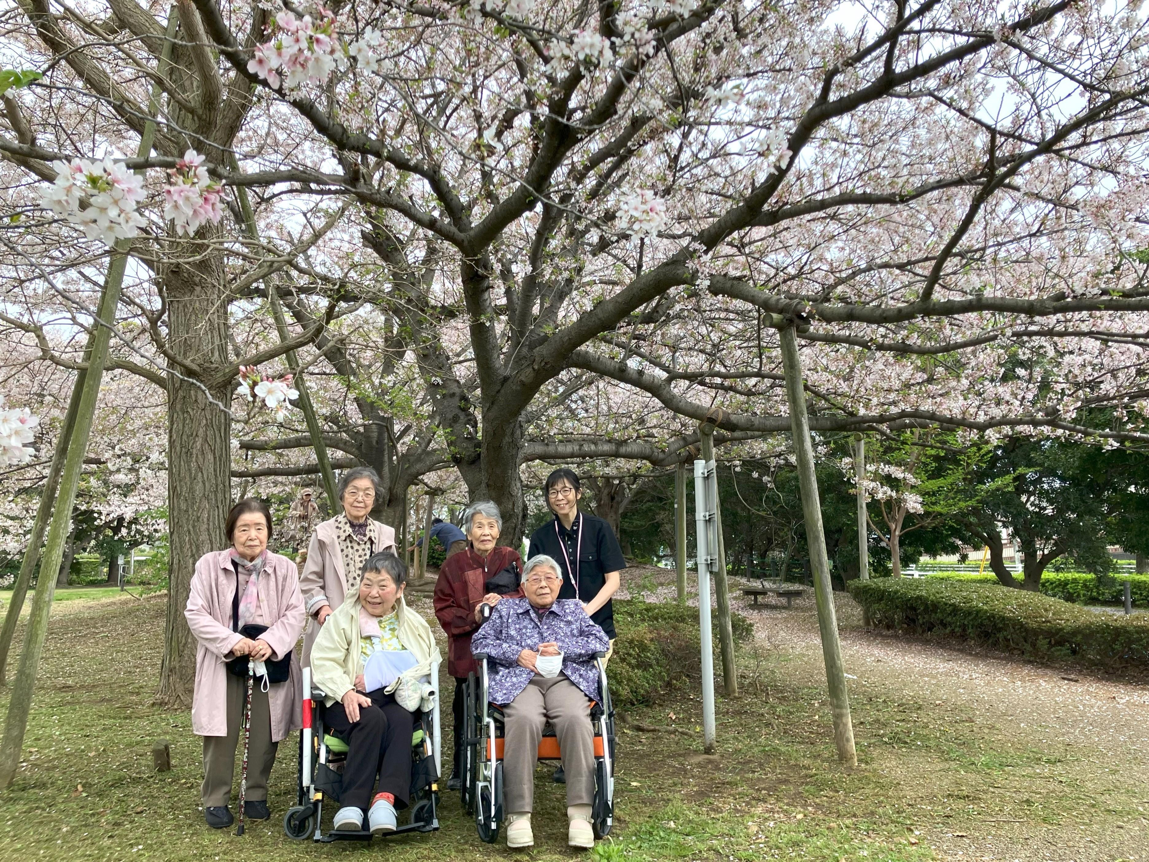 桜?満開３