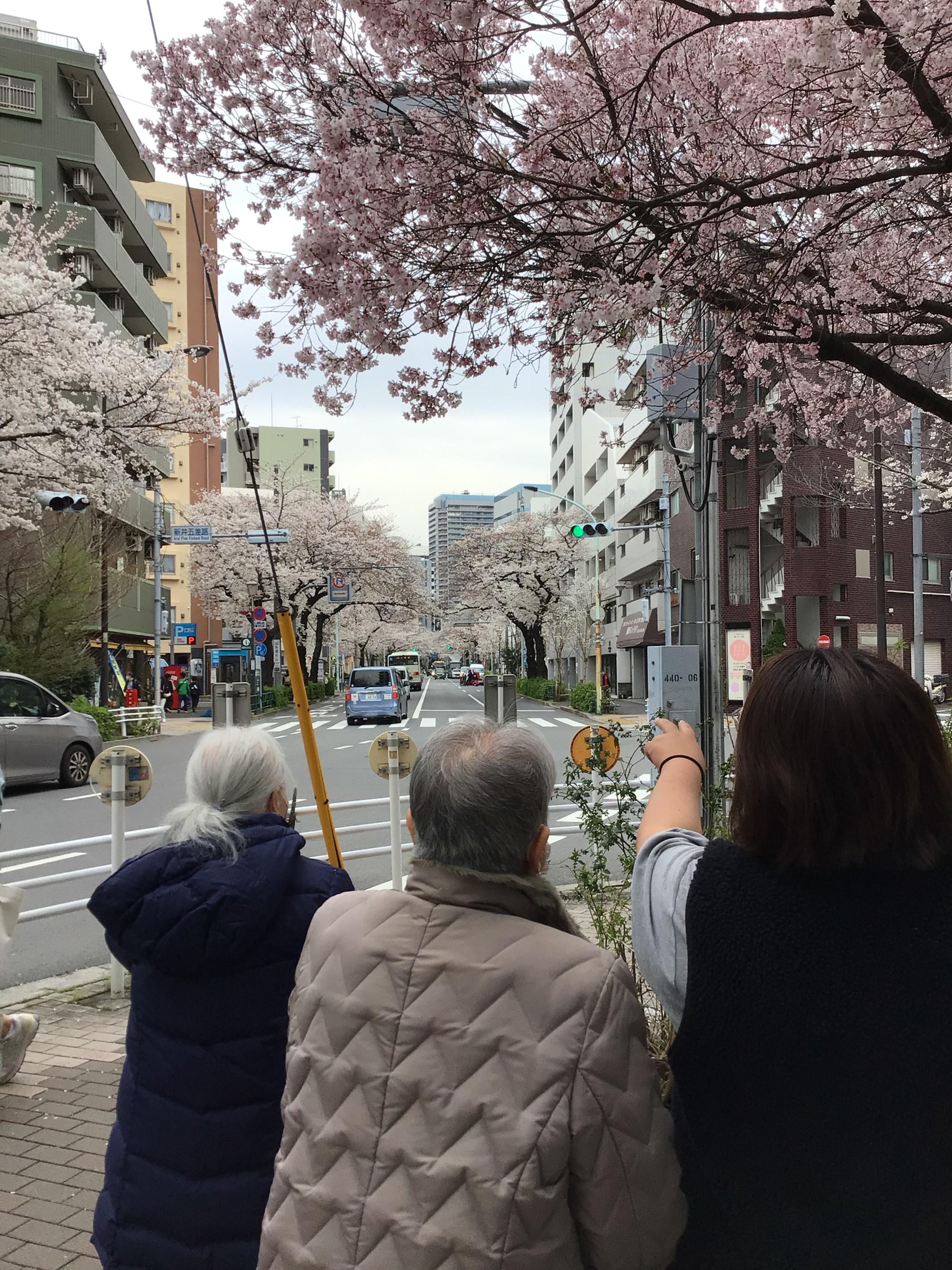 中野通りの桜のアーチ鑑賞
