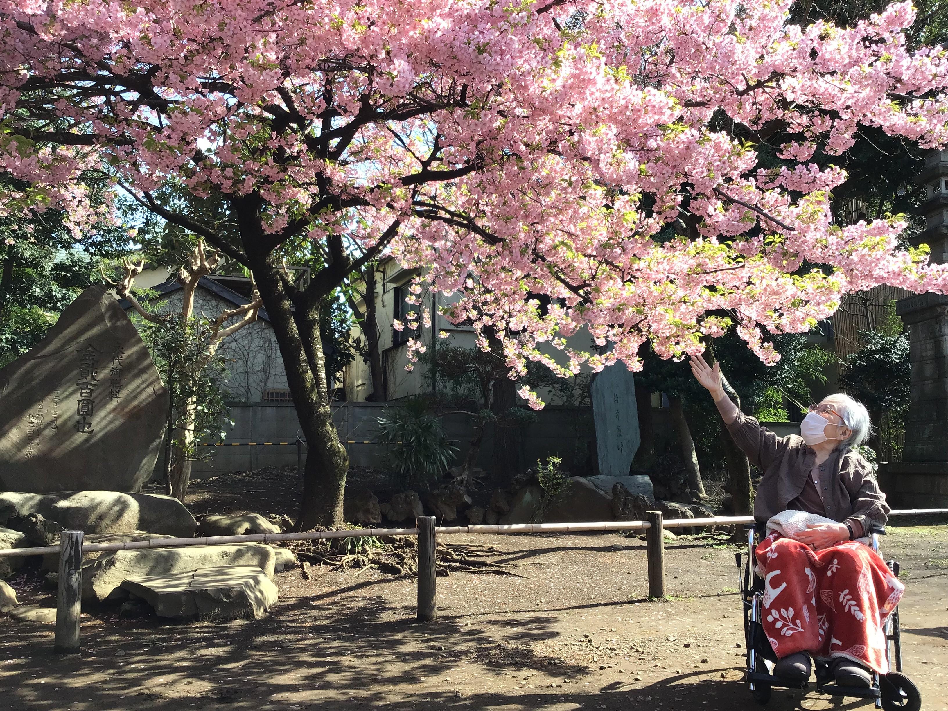 梅照院と桜
