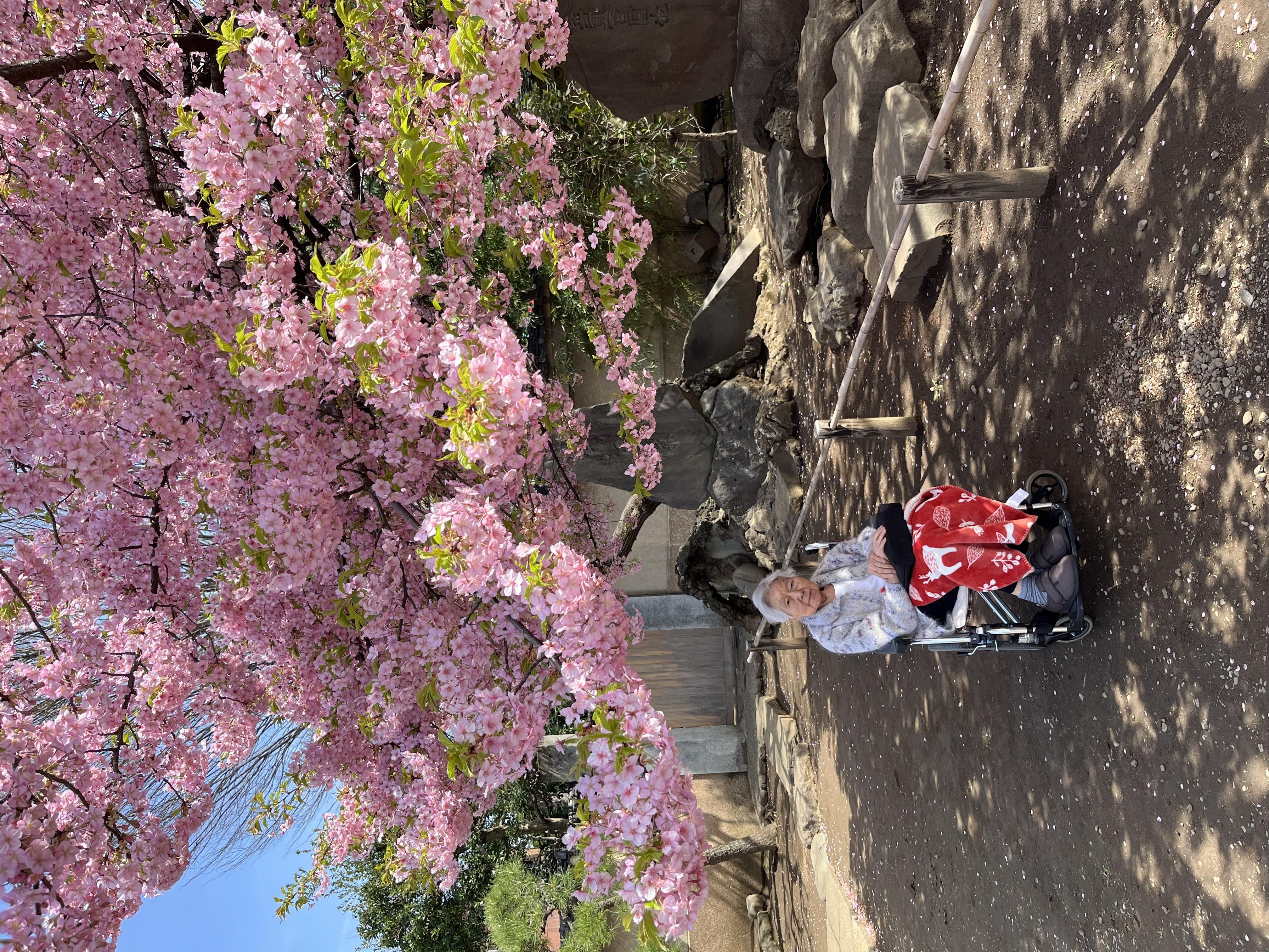 梅照院と桜②