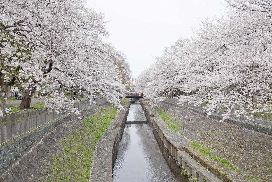 善福寺川の桜