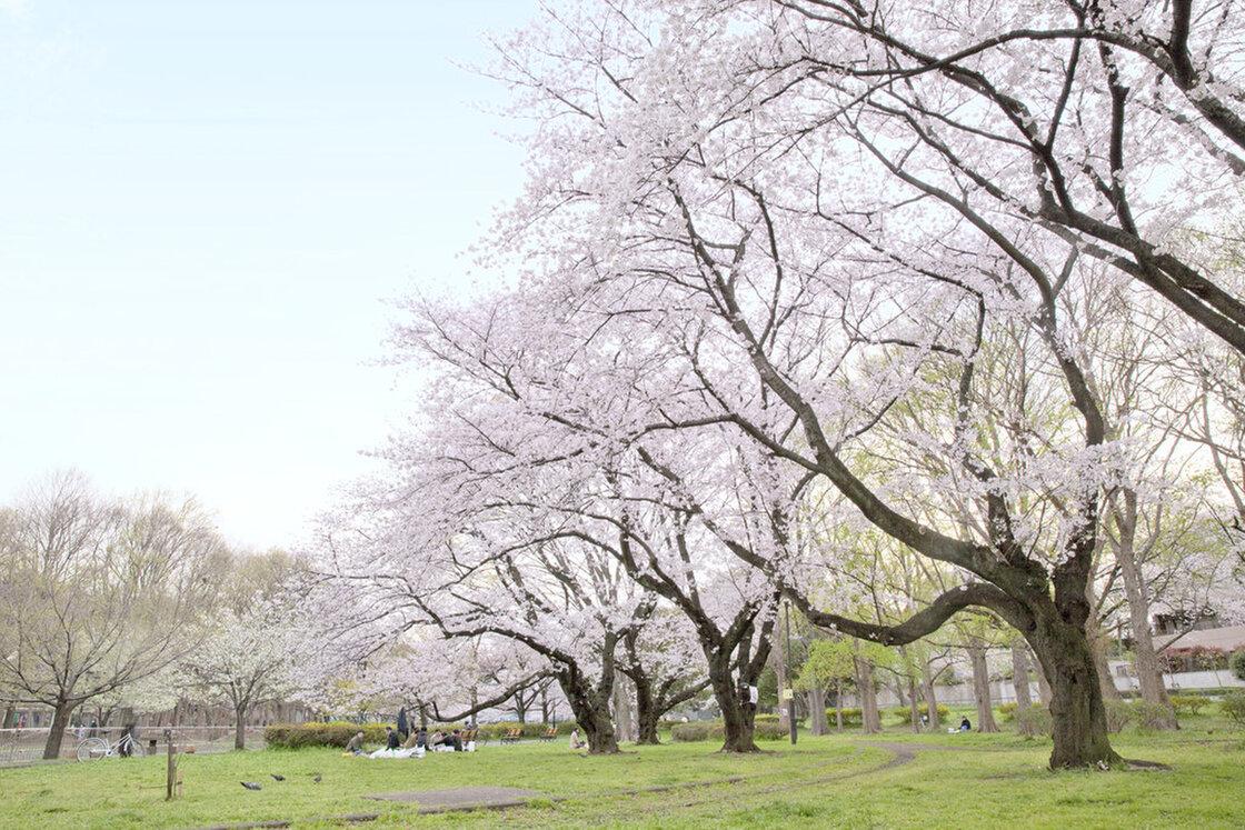 善福寺川緑地公園