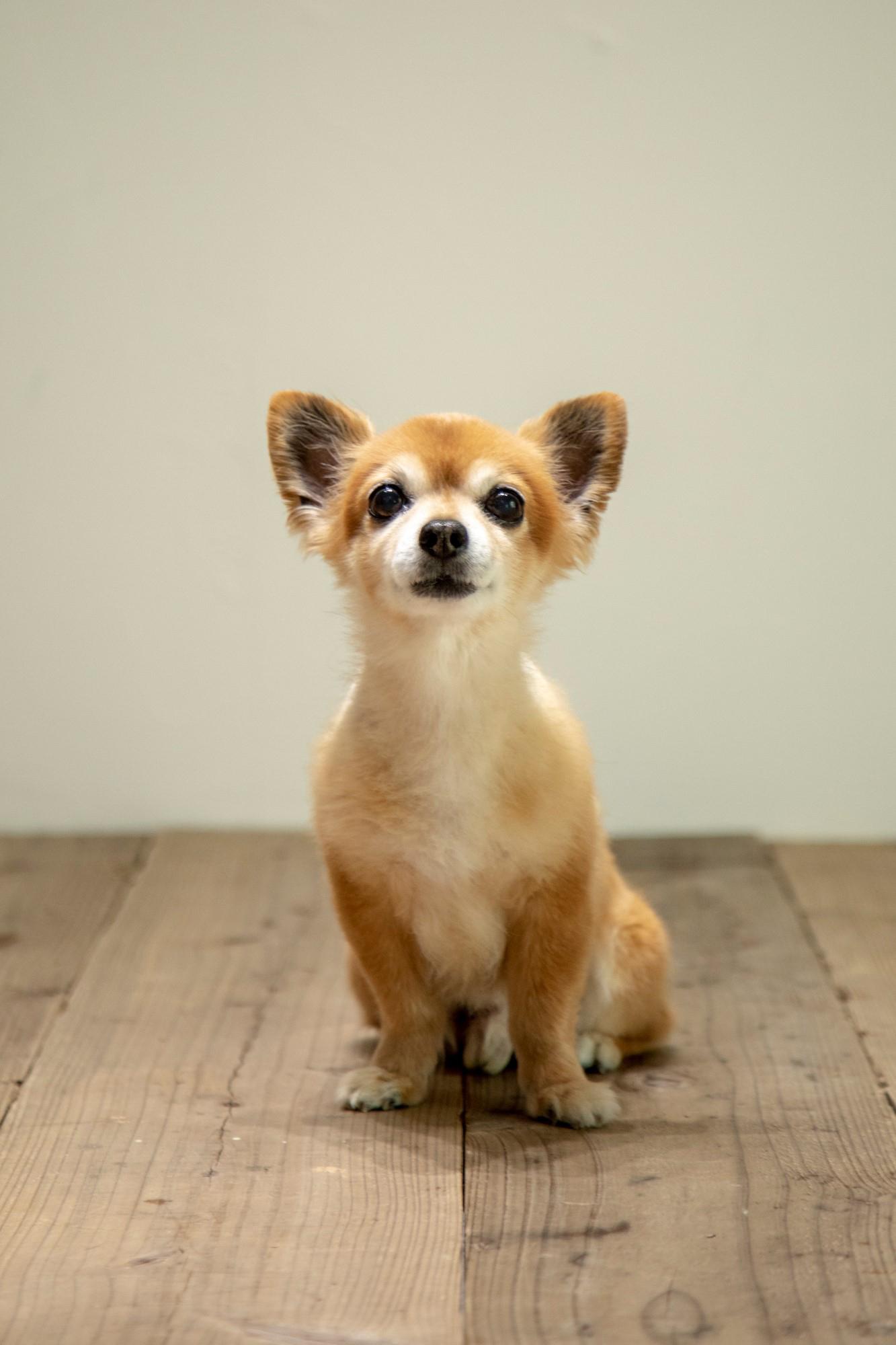一部住戸では、ペットとともに生活することができます