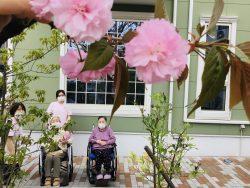 プラージュの八重桜🌸