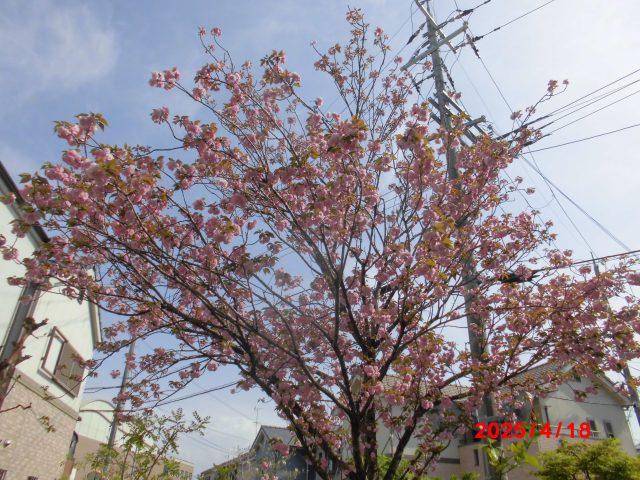 プラージュの八重桜🌸