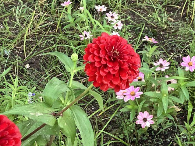 🌺玄関先の花壇🥀