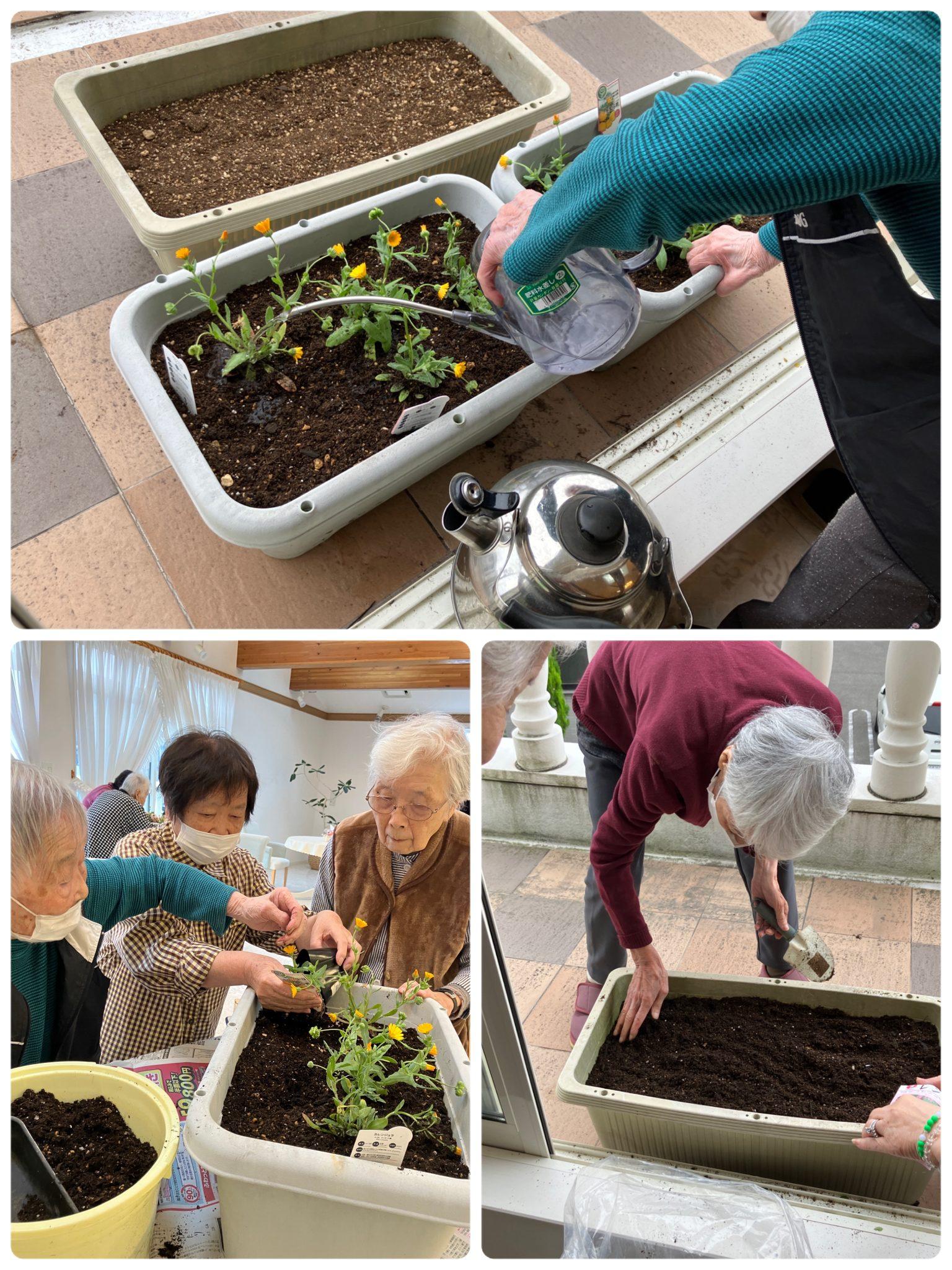 れんげ草を育てます✨