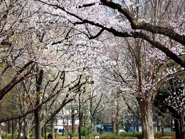 武蔵野中央公園（徒歩20分/約1.6km）