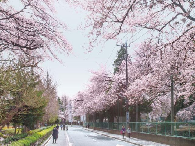 明治学院中学付近の桜（徒歩4分・約260m）