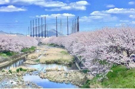 桜の名所