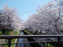 施設近くの川沿いに桜並木があり、毎年お花見の時期に訪れます。