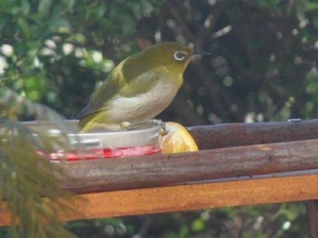 自然豊かなガーデンには野鳥たちも遊びに訪れます。