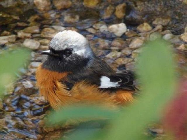 ガーデンに遊びに来た野鳥