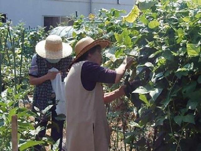 野菜の収穫