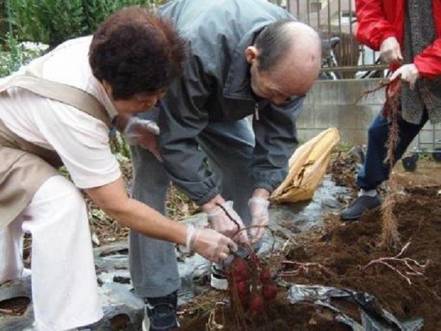 さつまいも掘りの様子