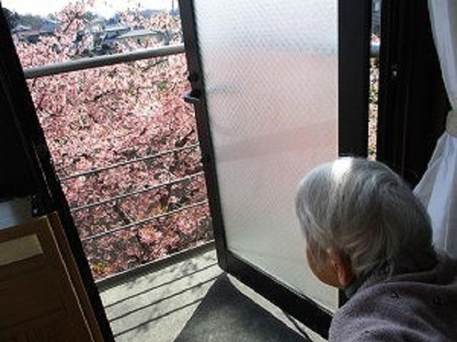 河津桜が綺麗に咲きます