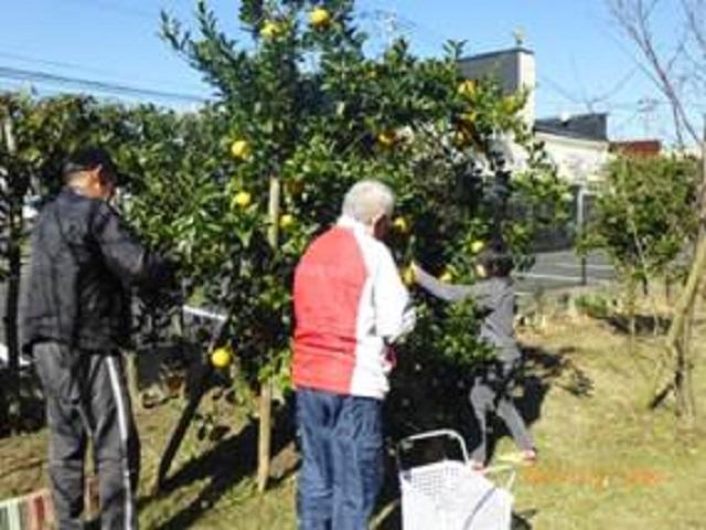 中庭には、みかんやビワ・柿などの果樹を植えています。