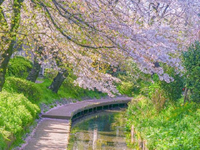 ホームの隣に流れる二ヶ領用水は、多摩川などを水源とし、全長約32kmの神奈川県下で最も古い人工用水路です。春は桜並木が楽しめます。